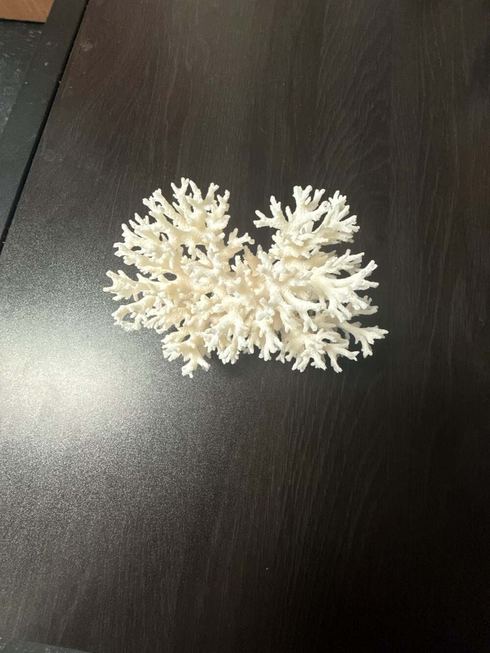 White Lace Coral Large Cluster Pocillopora Damicornis